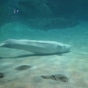 Beluga (Delphinapterus leucas)