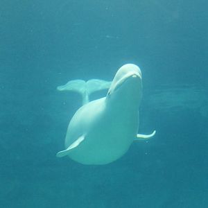 Beluga (Delphinapterus leucas)