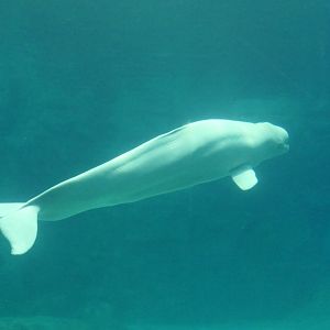 Beluga (Delphinapterus leucas)