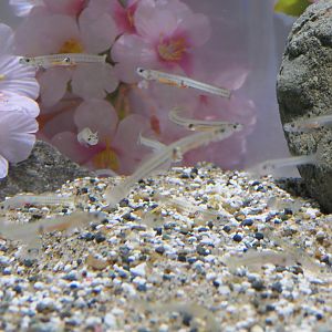Ice Goby (Leucopsarion petersii)