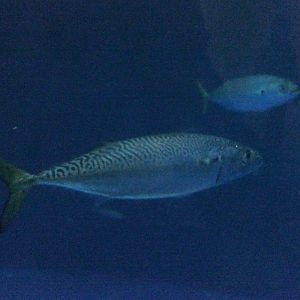 Blue Mackerel (Scomber australasicus)