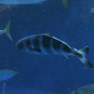 Pilotfish (Naucrates ductor)