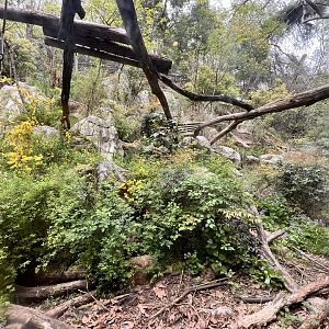 Main Leopard Exhibit