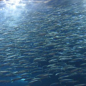 Japanese Pilchard (Sardinops sagax melanostictus)