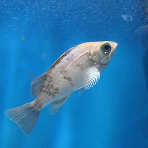 Japanese White Seaperch (Sebastes cheni)