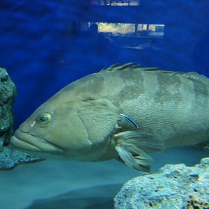 Longtooth Grouper (Epinephelus brunneus)