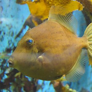Thread-sail Filefish (Stephanolepis cirrhifer)