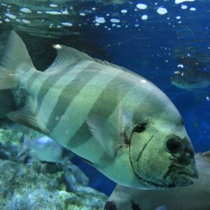 Striped Beakfish (Oplegnathus fasciatus)