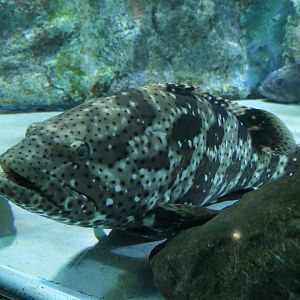 Malabar Grouper (Epinephelus malabaricus