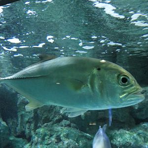 Bigeye Trevally (Caranx sexfasciatus)