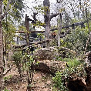Secondary Leopard Exhibit