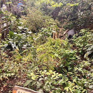 Amur Hedgehog Exhibit
