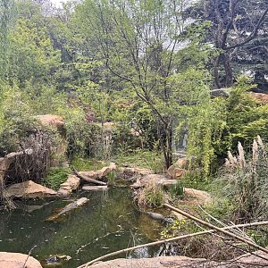 Chinese Alligator Exhibit