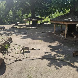 Vicuna rhea and capybara habitat