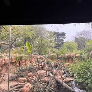 Small-clawed Otter Exhibit #1