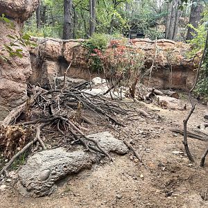 Small-clawed Otter Exhibit #2