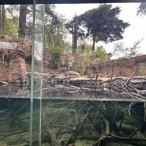 Small-clawed Otter Exhibit #2