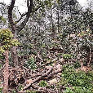 Asian Badger Exhibit