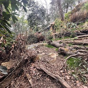 Reeve's Muntjac Exhibit