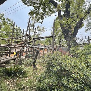 Orangutan Main Exhibit