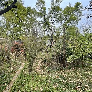 Orangutan Main Exhibit