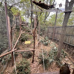 Southern Pig-Tailed Macaque Exhibit