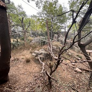 Golden Snub-nosed Monkey Exhibit