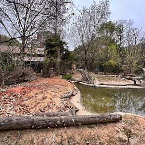 Eastern Grey Kangaroo Exhibit