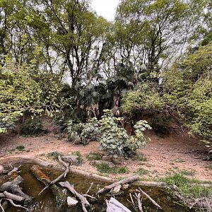 Southern Cassowary Exhibit