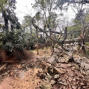 Eastern Hoolock Gibbon Exhibit