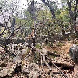 Eastern Hoolock Gibbon Exhibit
