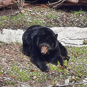 V, American Black Bear