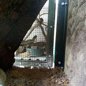 Tokay gecko (Gekko gecko) - Sato Loka Resto & Conservation Park