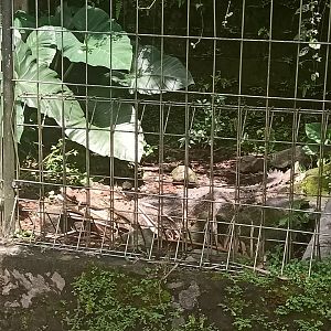 Saltwater crocodile (Crocodylus porosus) - Sato Loka Resto & Conservation Park