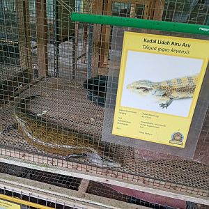 Kei Island blue-tongued skink (Tiliqua gigas keyensis) - Sato Loka Resto & Conservation Park