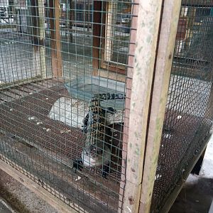 Halmahera blue-tongued skink (Tiliqua gigas gigas) - Sato Loka Resto & Conservation Park