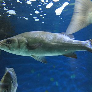Blackfin Seabass (Lateolabrax latus)