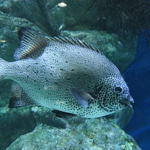 Spotted Beakfish (Oplegnathus punctatus)