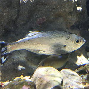 Fivebar Flagtail (Kuhlia mugil)