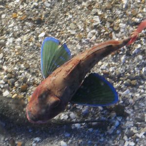 Spiny Red Gurnard (Chelidonichthys spinosus)