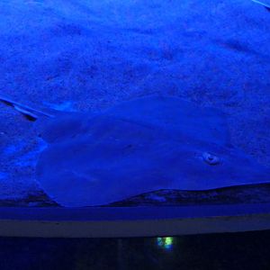 Acutenose Skate (Dipturus tengu)