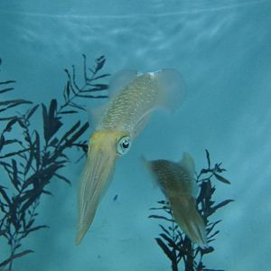 Bigfin Reef Squid (Sepioteuthis lessoniana)