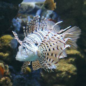 Luna Lionfish (Pterois lunulata)