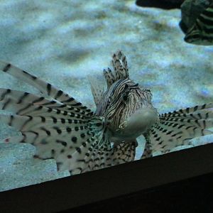 Luna Lionfish (Pterois lunulata)