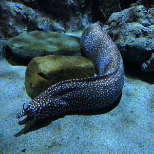 Dragon Moray (Enchelycore pardalis)