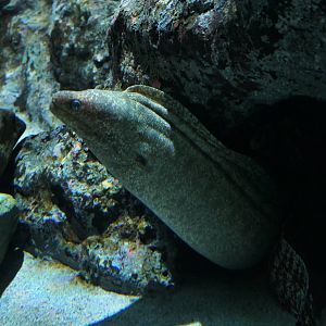 White-eyed Moray (Gymnothorax thyrsoideus)