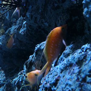 Cherry Anthias (Sacura margaritacea)