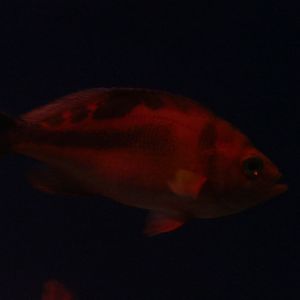 Sunrise Perch (Caprodon schlegelii)