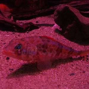 Japanese Thread-sail (Hime japonica)