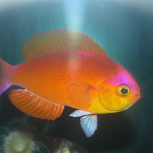Japanese Splendid-perch (Callanthias japonicus)